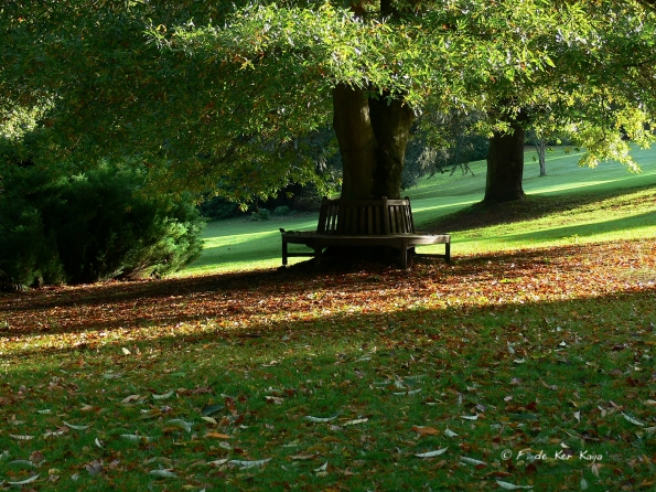 Bois des moutiers fall 2012 (74)